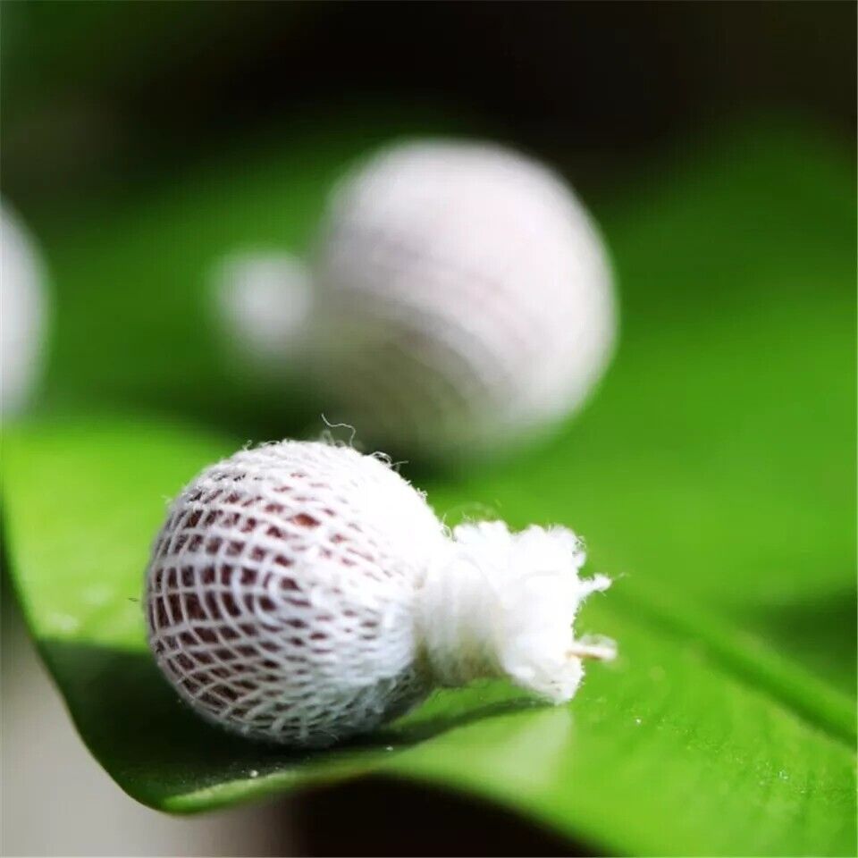 Herbal Womb Detox Yoni Vaginal Pearls Cleansing Pearls 3pcs + Free Applicator